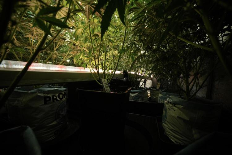Catching The Ghost Train Haze @ Zamnesia. Week 8 - Room and vibes 