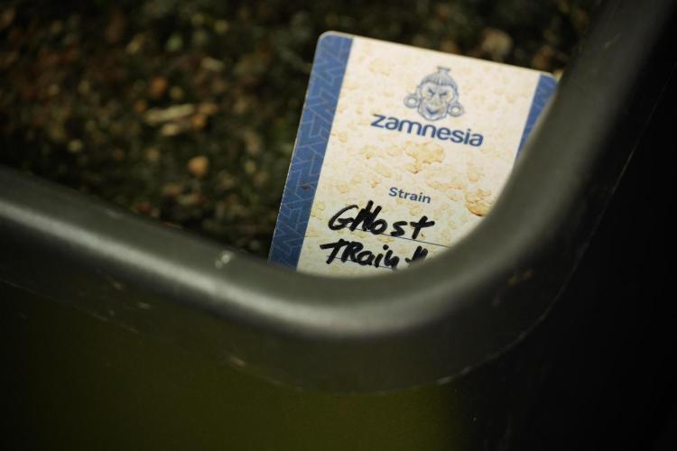 Catching The Ghost Train Haze @ Zamnesia. Week 8 - Ghost Train Haze 