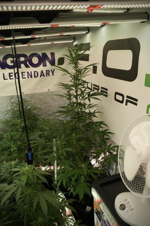 Catching The Ghost Train Haze @ Zamnesia. Week 8 - Ghost Train Haze 