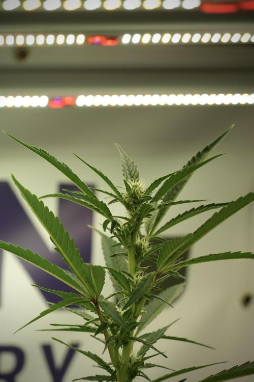 Catching The Ghost Train Haze @ Zamnesia. Week 8 - Ghost Train Haze 