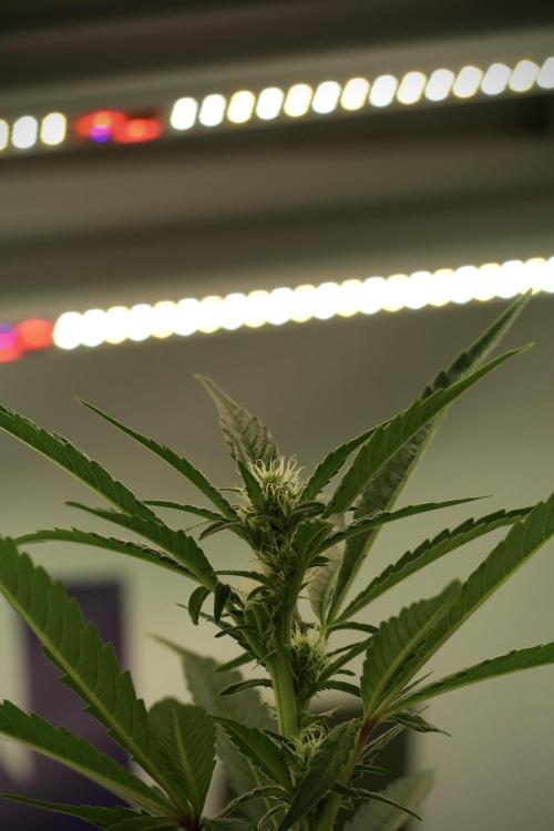 Catching The Ghost Train Haze @ Zamnesia. Week 8 - Ghost Train Haze 