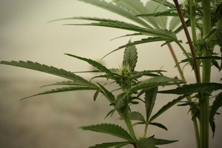 Catching The Ghost Train Haze @ Zamnesia. Week 8 - Ghost Train Haze 