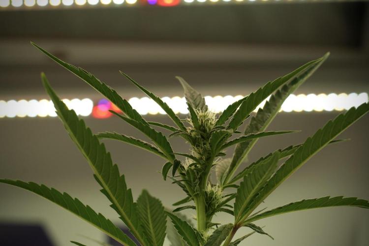 Catching The Ghost Train Haze @ Zamnesia. Week 8 - Ghost Train Haze 
