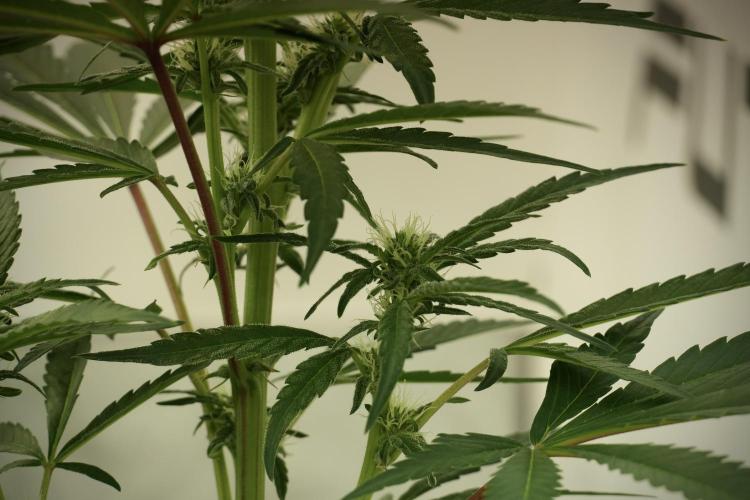 Catching The Ghost Train Haze @ Zamnesia. Week 8 - Ghost Train Haze 