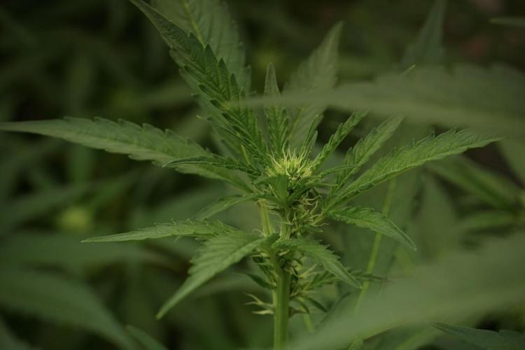 Catching The Ghost Train Haze @ Zamnesia. Week 8 - Ghost Train Haze 
