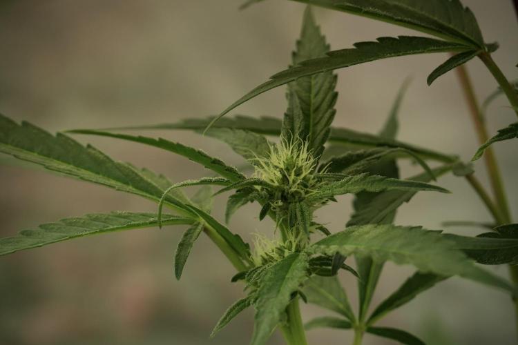 Catching The Ghost Train Haze @ Zamnesia. Week 8 - Ghost Train Haze 