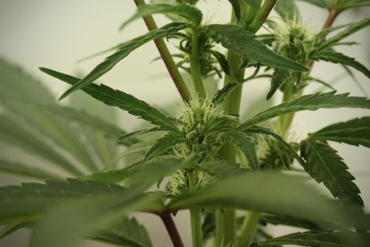 Catching The Ghost Train Haze @ Zamnesia. Week 8 - Ghost Train Haze 