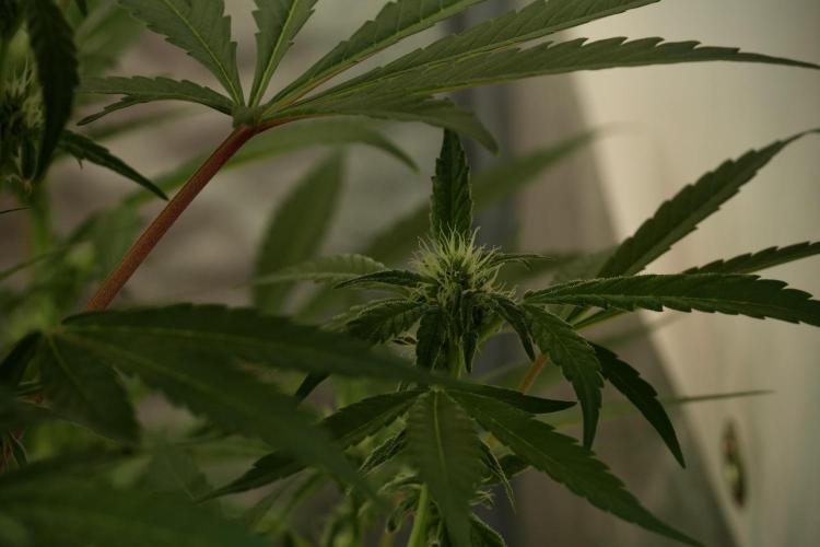 Catching The Ghost Train Haze @ Zamnesia. Week 8 - Ghost Train Haze 