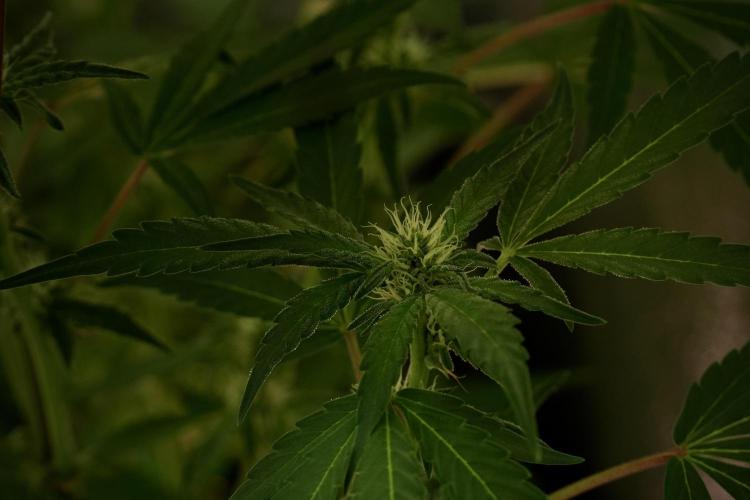 Catching The Ghost Train Haze @ Zamnesia. Week 8 - Ghost Train Haze 
