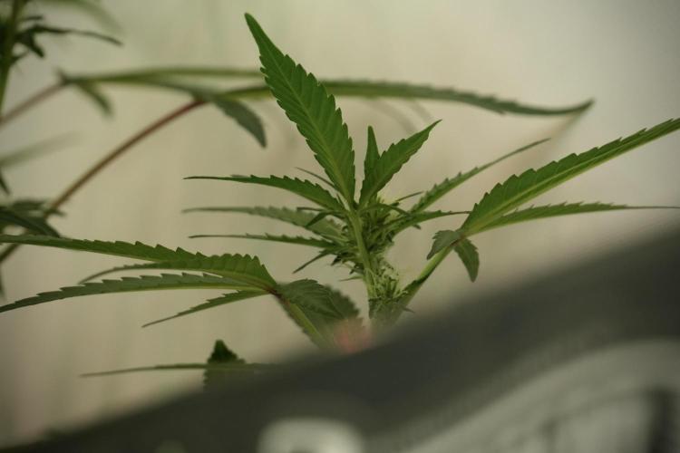Catching The Ghost Train Haze @ Zamnesia. Week 8 - Ghost Train Haze 