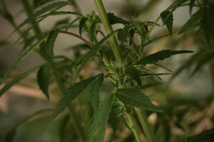 Catching The Ghost Train Haze @ Zamnesia. Week 8 - Ghost Train Haze 