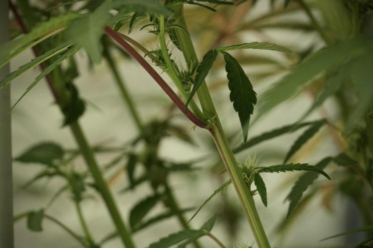 Catching The Ghost Train Haze @ Zamnesia. Week 8 - Ghost Train Haze 