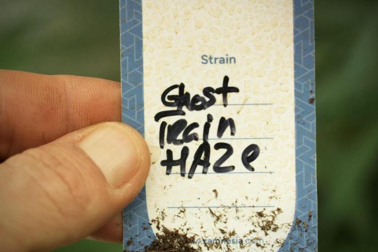 Catching The Ghost Train Haze @ Zamnesia. Week 8 - Ghost Train Haze 