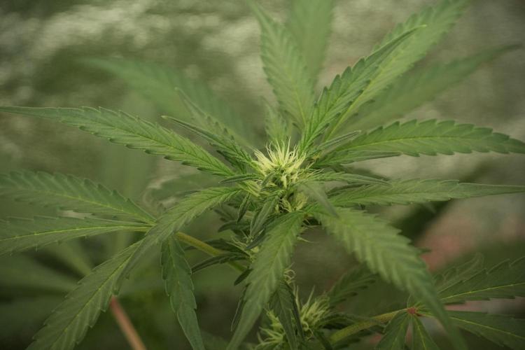 Catching The Ghost Train Haze @ Zamnesia. Week 8 - Ghost Train Haze 
