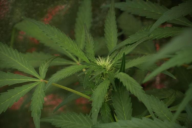 Catching The Ghost Train Haze @ Zamnesia. Week 8 - Ghost Train Haze 