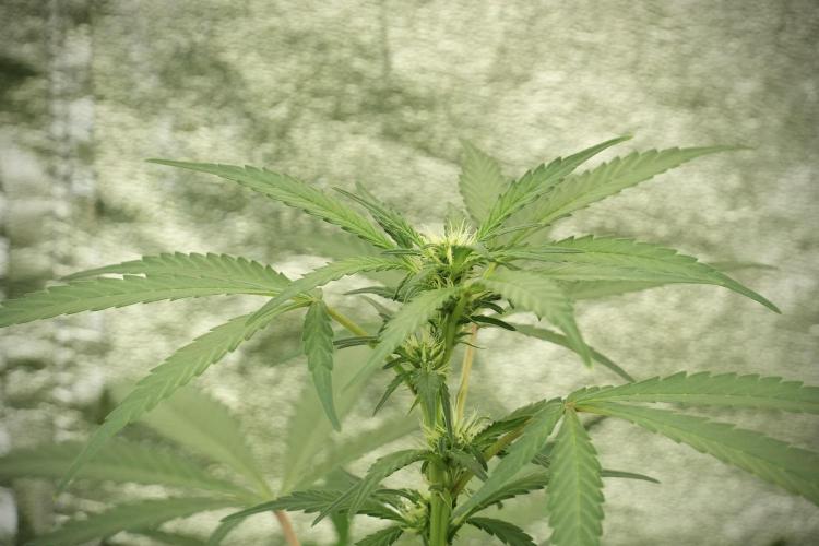 Catching The Ghost Train Haze @ Zamnesia. Week 8 - Ghost Train Haze 