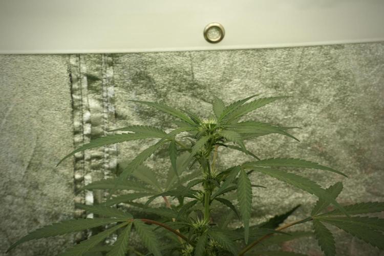 Catching The Ghost Train Haze @ Zamnesia. Week 8 - Ghost Train Haze 
