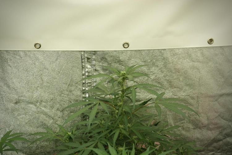 Catching The Ghost Train Haze @ Zamnesia. Week 8 - Ghost Train Haze 