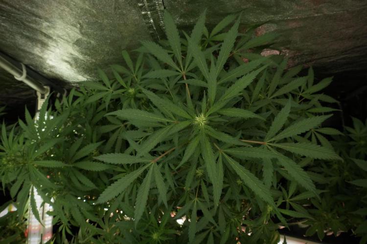 Catching The Ghost Train Haze @ Zamnesia. Week 8 - Ghost Train Haze 