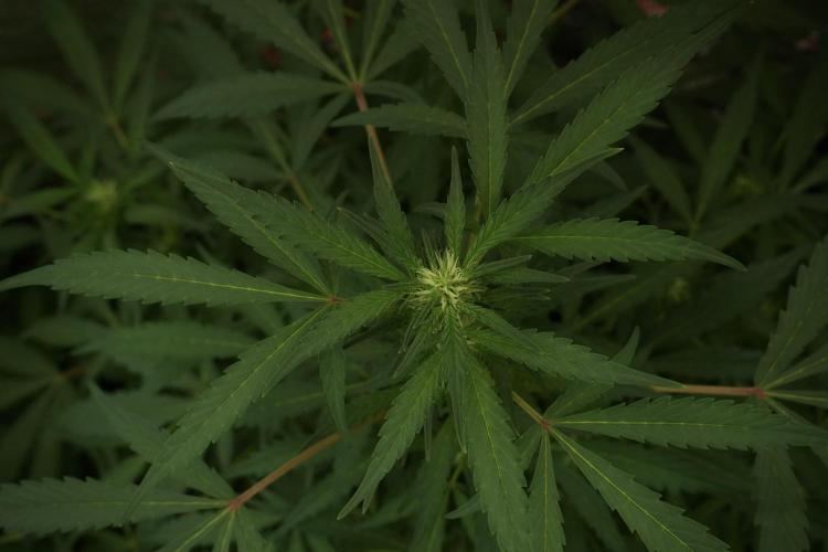 Catching The Ghost Train Haze @ Zamnesia. Week 8 - Ghost Train Haze 