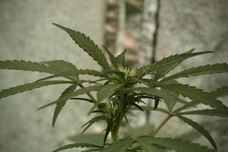 Catching The Ghost Train Haze @ Zamnesia. Week 8 - Ghost Train Haze 