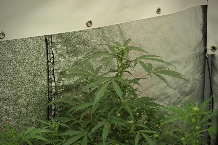 Catching The Ghost Train Haze @ Zamnesia. Week 8 - Ghost Train Haze 