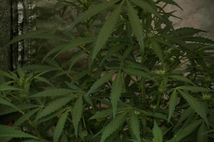 Catching The Ghost Train Haze @ Zamnesia. Week 8 - Ghost Train Haze 