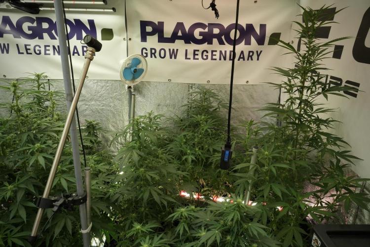 Catching The Ghost Train Haze @ Zamnesia. Week 8 - Room and Vibes 