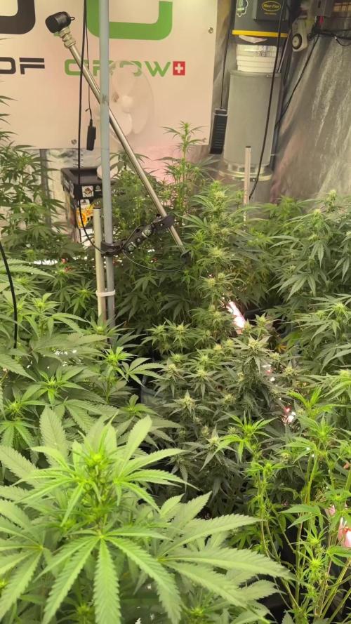 Catching The Ghost Train Haze @ Zamnesia