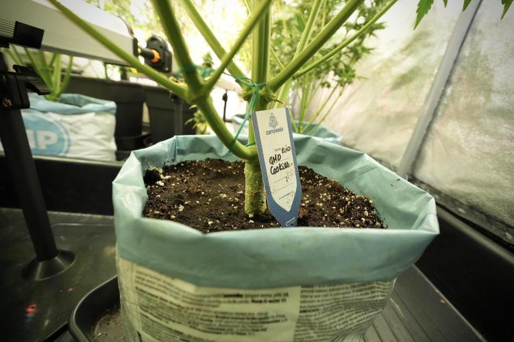GMO Cookies Served with extra curiosity. Week 8 - GMO Cookies 12/12 From Seed