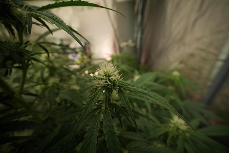 GMO Cookies Served with extra curiosity. Week 8 - GMO Cookies 12/12 From Seed