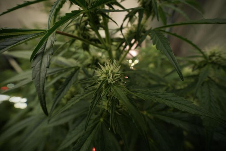 GMO Cookies Served with extra curiosity. Week 8 - GMO Cookies 12/12 From Seed