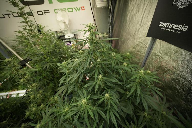 GMO Cookies Served with extra curiosity. Week 8 - GMO Cookies 12/12 From Seed