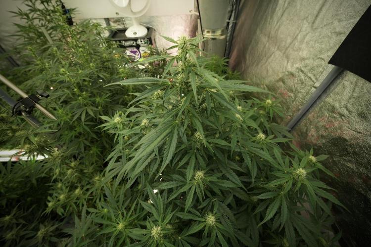 GMO Cookies Served with extra curiosity. Week 8 - GMO Cookies 12/12 From Seed