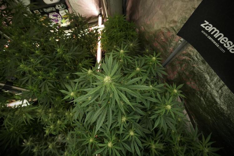 GMO Cookies Served with extra curiosity. Week 8 - GMO Cookies 12/12 From Seed
