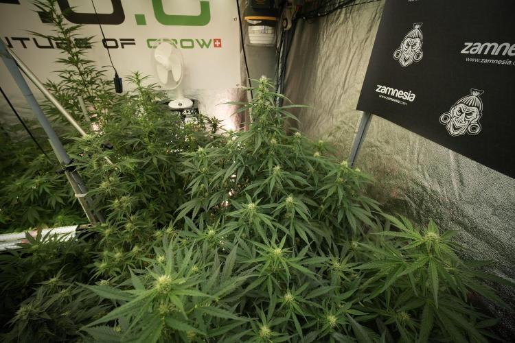 GMO Cookies Served with extra curiosity. Week 8 - GMO Cookies 12/12 From Seed