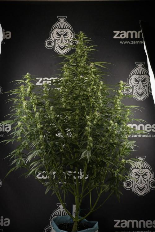 GMO Cookies Served with extra curiosity. Week 8 - GMO Cookies 12/12 From Seed 