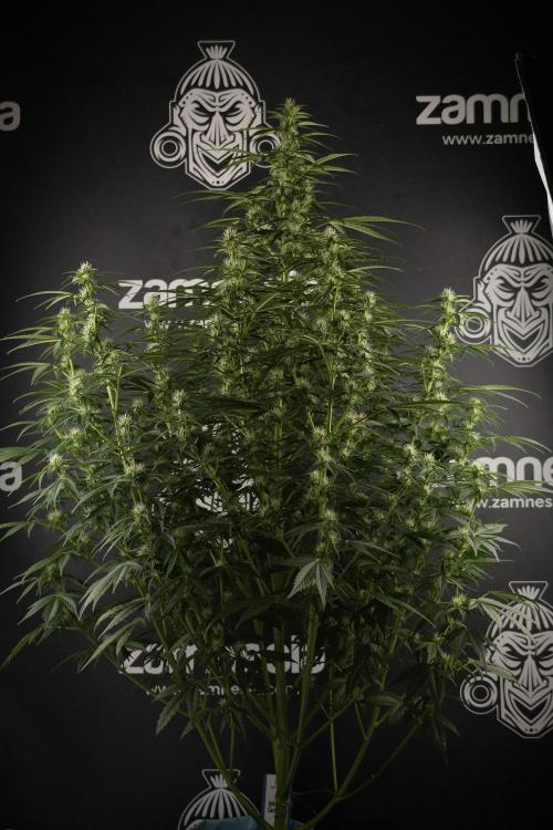 GMO Cookies Served with extra curiosity. Week 8 - GMO Cookies 12/12 From Seed 