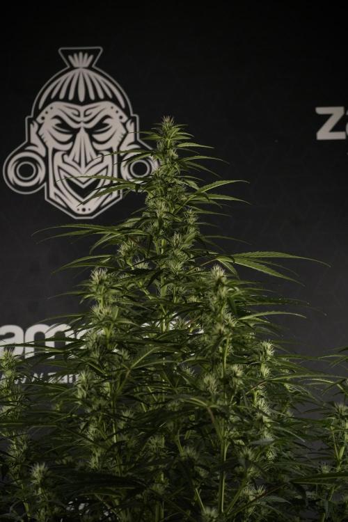 GMO Cookies Served with extra curiosity. Week 8 - GMO Cookies 12/12 From Seed 