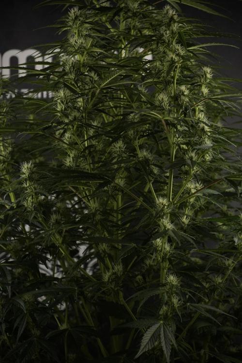 GMO Cookies Served with extra curiosity. Week 8 - GMO Cookies 12/12 From Seed 