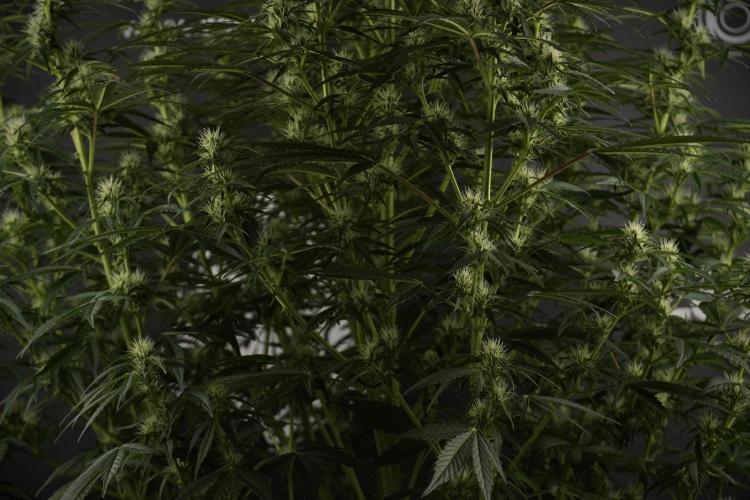 GMO Cookies Served with extra curiosity. Week 8 - GMO Cookies 12/12 From Seed 