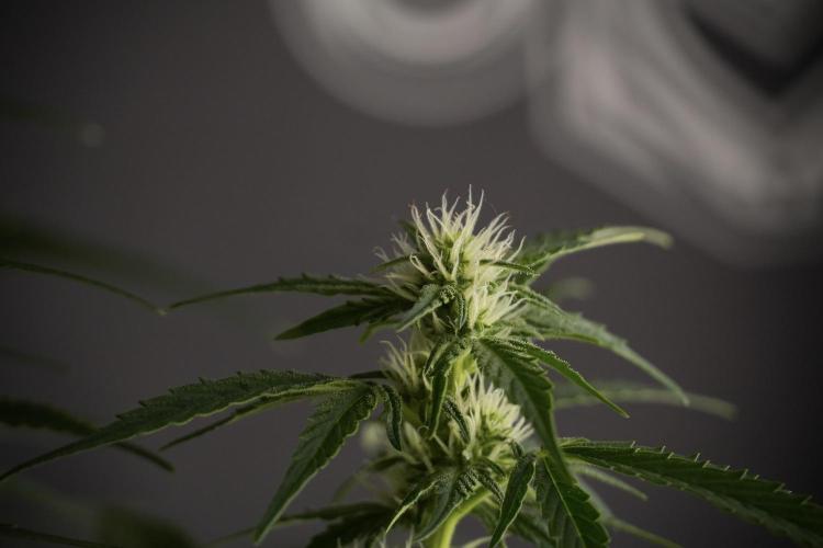 GMO Cookies Served with extra curiosity. Week 8 - GMO Cookies 12/12 From Seed 