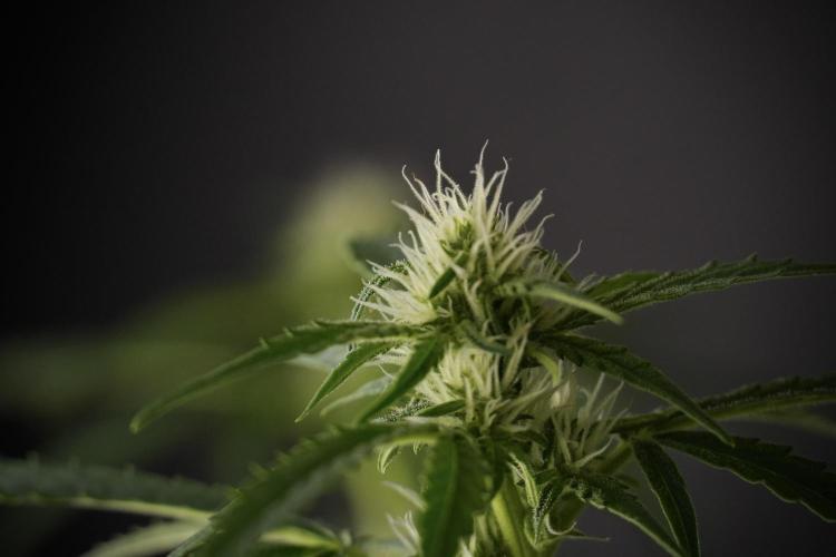 GMO Cookies Served with extra curiosity. Week 8 - GMO Cookies 12/12 From Seed 