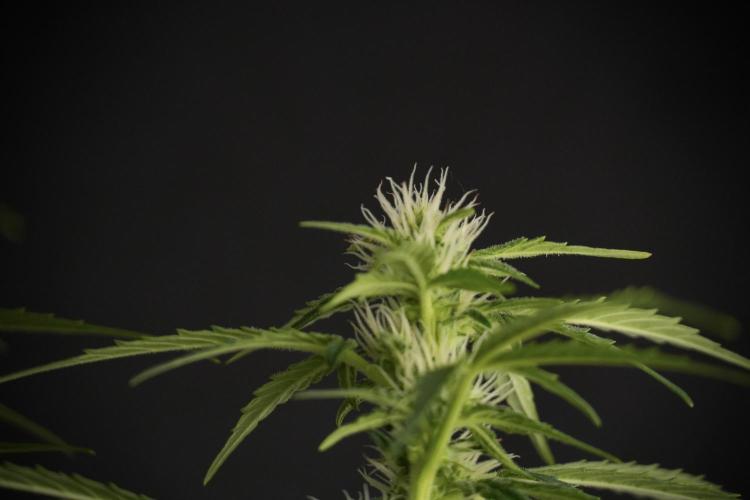 GMO Cookies Served with extra curiosity. Week 8 - GMO Cookies 12/12 From Seed 