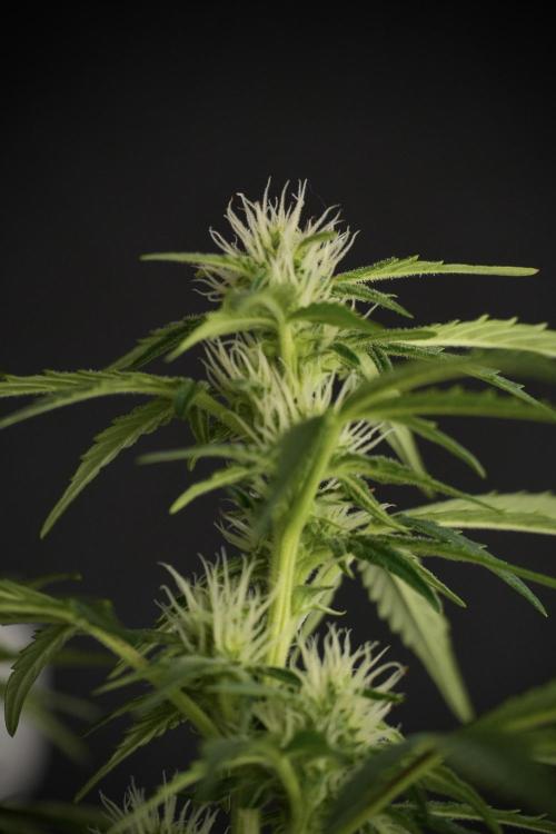 GMO Cookies Served with extra curiosity. Week 8 - GMO Cookies 12/12 From Seed 
