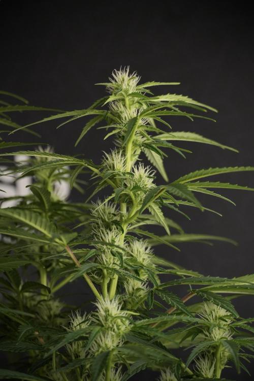GMO Cookies Served with extra curiosity. Week 8 - GMO Cookies 12/12 From Seed 