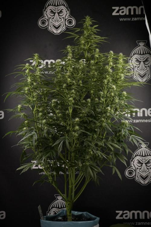 GMO Cookies Served with extra curiosity. Week 8 - GMO Cookies 12/12 From Seed 