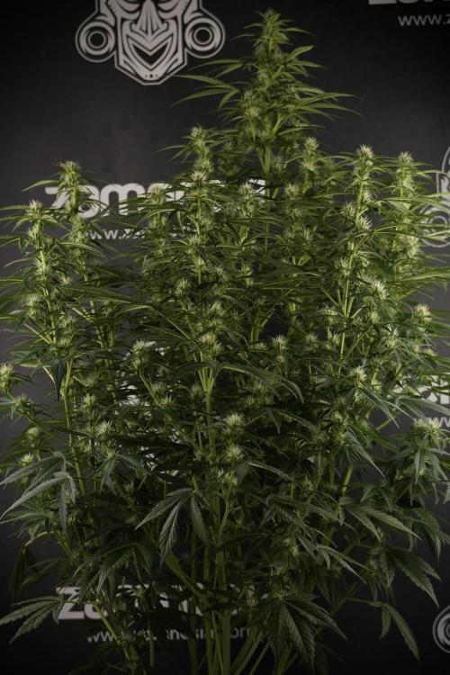GMO Cookies Served with extra curiosity. Week 8 - GMO Cookies 12/12 From Seed 