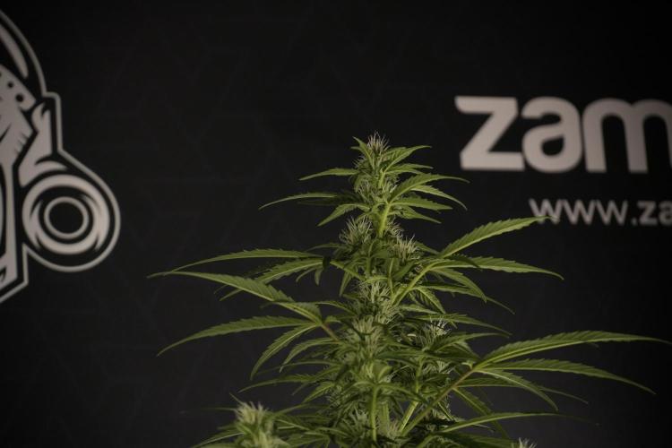 GMO Cookies Served with extra curiosity. Week 8 - GMO Cookies 12/12 From Seed 