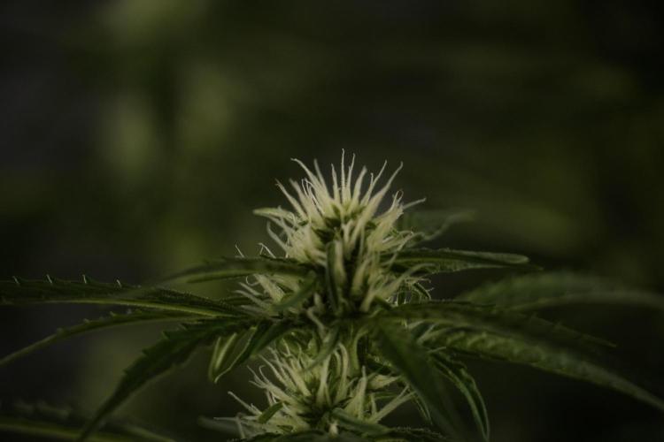 GMO Cookies Served with extra curiosity. Week 8 - GMO Cookies 12/12 From Seed 